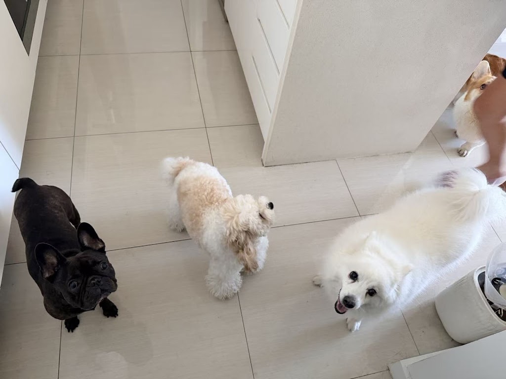 Hello Paw Pet Grooming | next BWS, 72A Pine St, Rydalmere NSW 2116, Australia | Phone: 0478 299 966