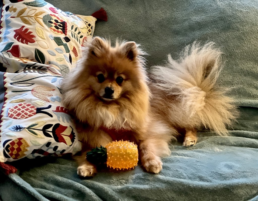 Pupstars grooming | 23/141-151 Allambie Rd, Allambie Heights NSW 2100, Australia | Phone: 0416 208 002