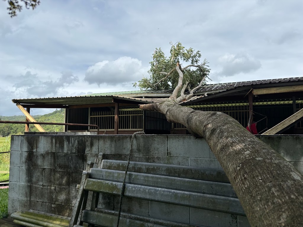 Big Trees Only | 569 Numinbah Rd, North Arm NSW 2484, Australia | Phone: 0412 788 687