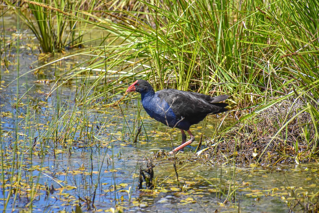 Luxton Lagoon | Somers VIC 3927, Australia | Phone: 13 19 63