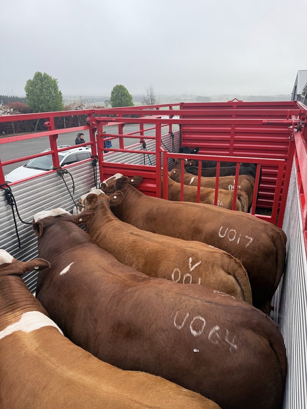 Hartfield Simmental | 12211 Hume Hwy, Sutton Forest NSW 2577, Australia | Phone: 0424 426 224