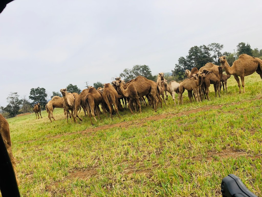 Hunter Valley Camels | tourist attraction | 1618 Denman Rd, Denman NSW 2333, Australia | 0408677741 OR +61 408 677 741