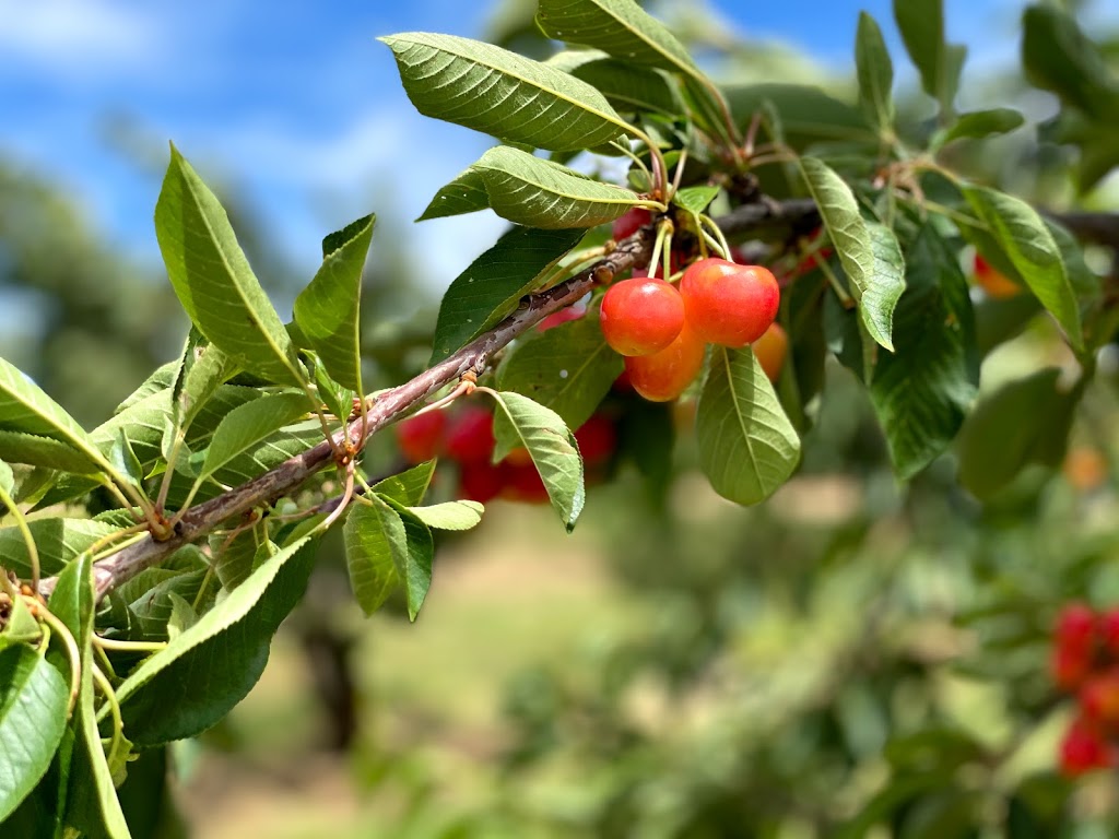 Ballinaclash Orchard and Cellar Door | 4321-4335 Olympic Hwy, Young NSW 2594, Australia | Phone: 0418 271 770