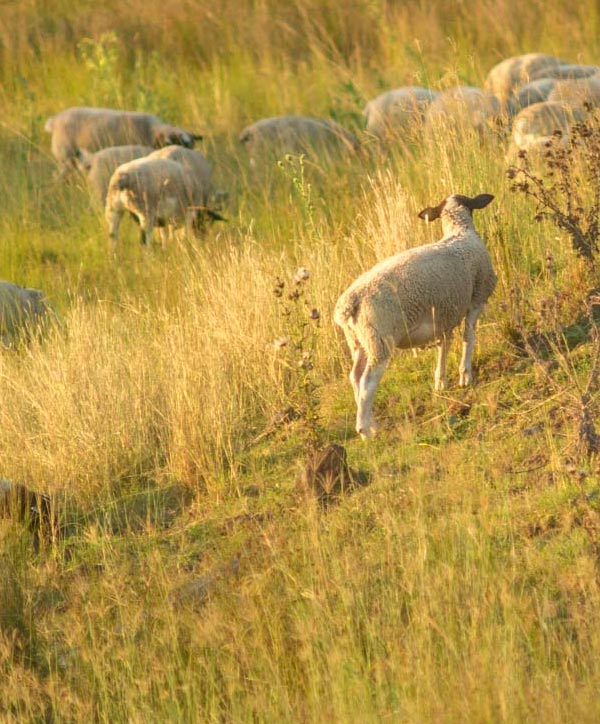 Local Dorper Lamb | food | 16 Greengate Rd, Bexhill NSW 2480, Australia | 0409603402 OR +61 409 603 402