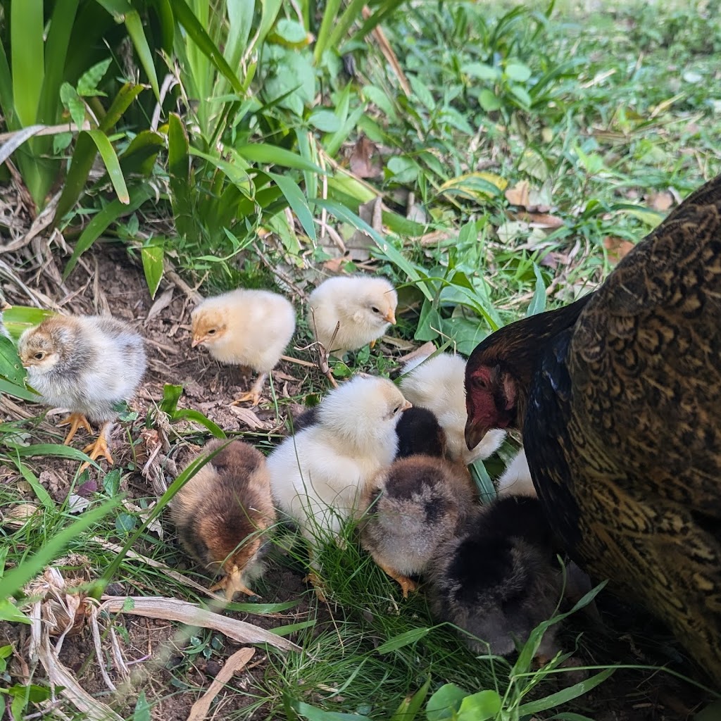 Zendara | 804 Main Arm Rd, Main Arm NSW 2482, Australia | Phone: 0415 998 956