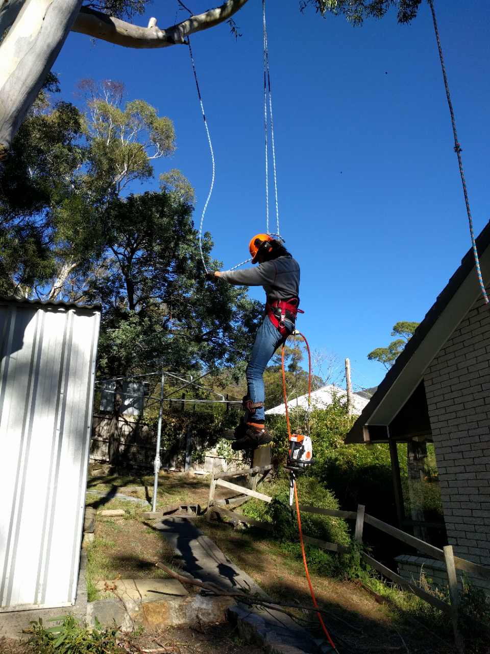 Treemania -Tree Removal & Pruning | moving company | 305 Strickland Ave, South Hobart TAS 7004, Australia | 0498261690 OR +61 498 261 690