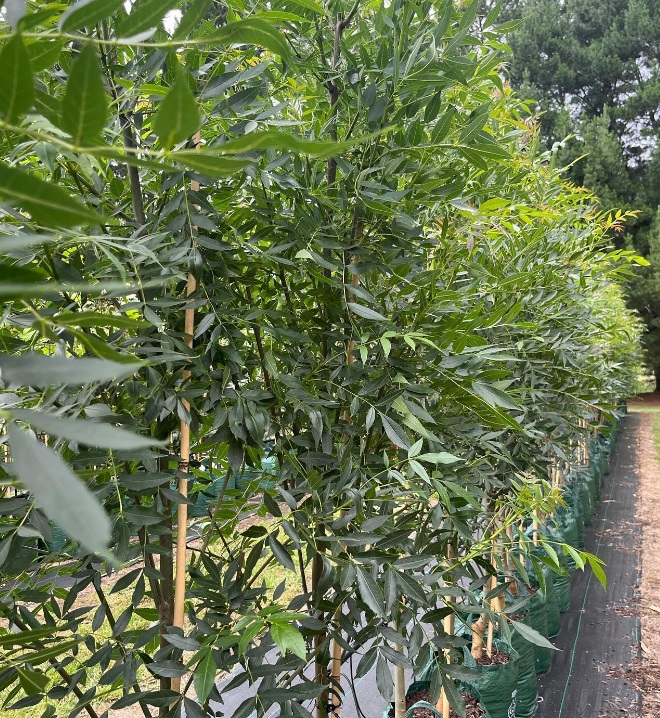 Winwood Advanced Trees | Winwood Advanced Trees, Gordon VIC 3345, Australia | Phone: 0423 336 379