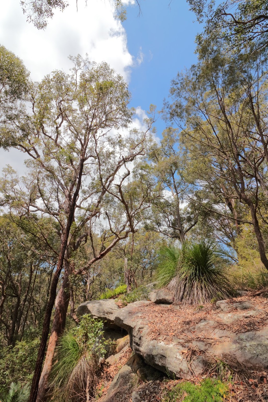 Mt Pleasant | park | Lydred St, Saratoga NSW 2251, Australia