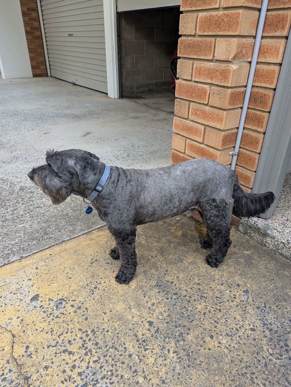 Northern Beaches Pet Care | 7 Foxall St, Elanora Heights NSW 2101, Australia | Phone: 0419 960 096