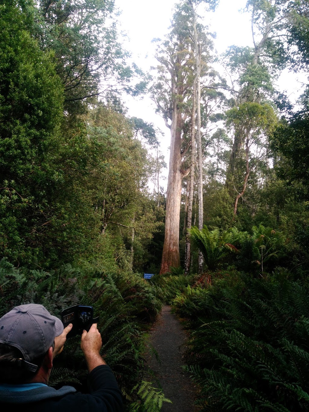 Central Tree Care | 18 Palmer St, Romsey VIC 3434, Australia | Phone: 0409 023 282