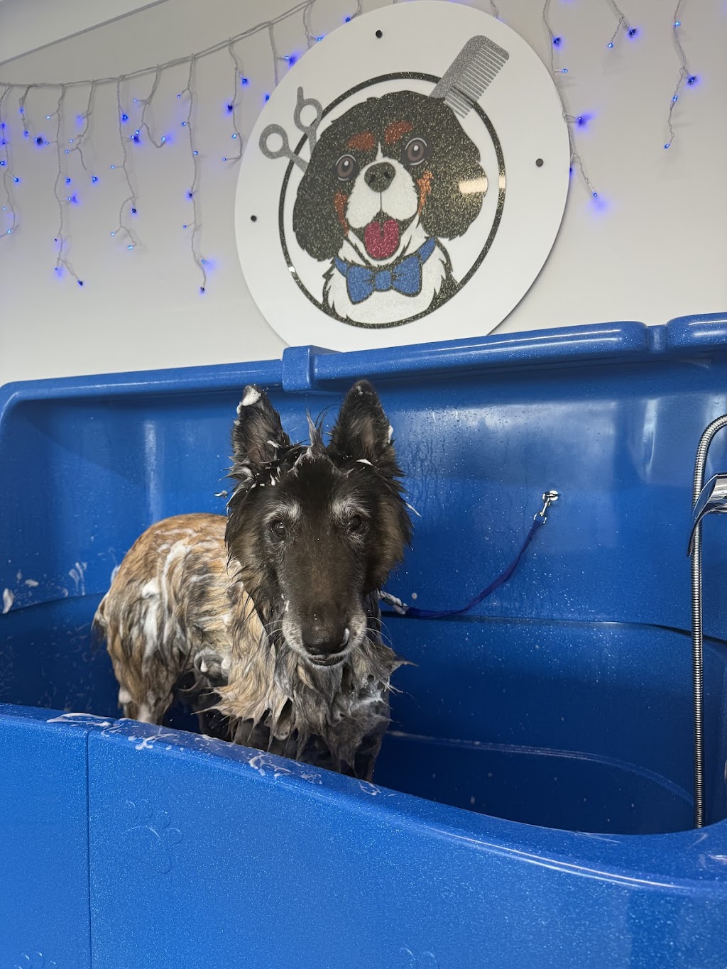 Bears Barking Lot | 24 Mahogany Dr, Plainland QLD 4341, Australia | Phone: 0458 898 973