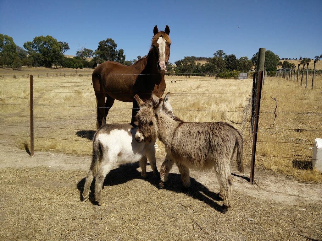 Amelia Rise Donkeys | food | 915 Terip Rd, Terip Terip VIC 3719, Australia | 0412251114 OR +61 412 251 114