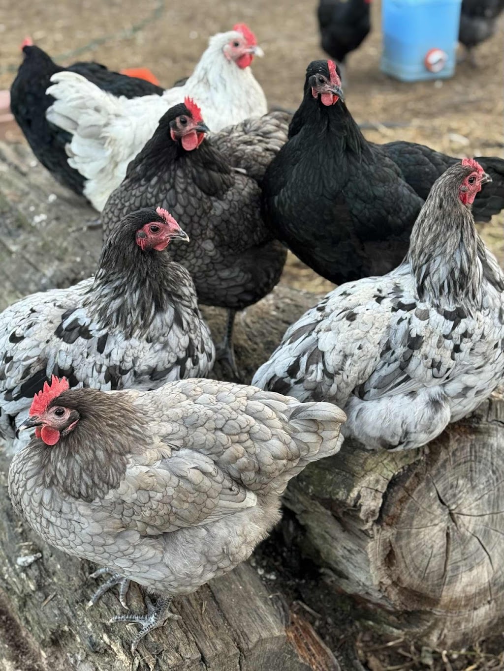 Marlu Mini Farm | 58 Ala Moana Rd, East Kurrajong NSW 2758, Australia | Phone: 0414 298 205