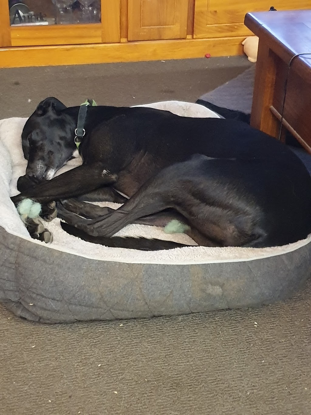Greyhounds As Pets SA | 55 Cardigan St, Angle Park SA 5010, Australia | Phone: (08) 8243 7124