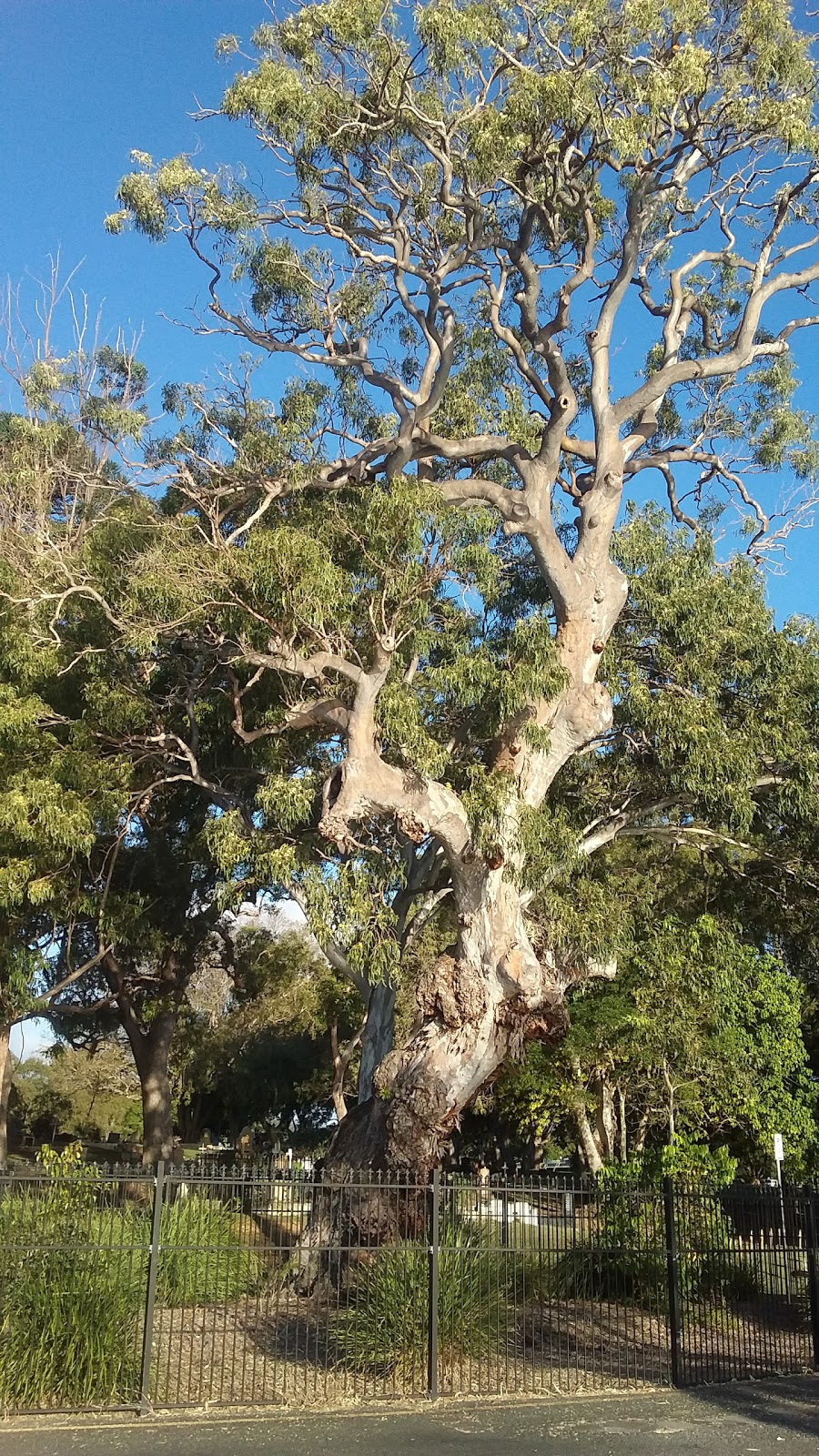 Dunwich Cemetery | Dunwich QLD 4183, Australia | Phone: (07) 3829 8999