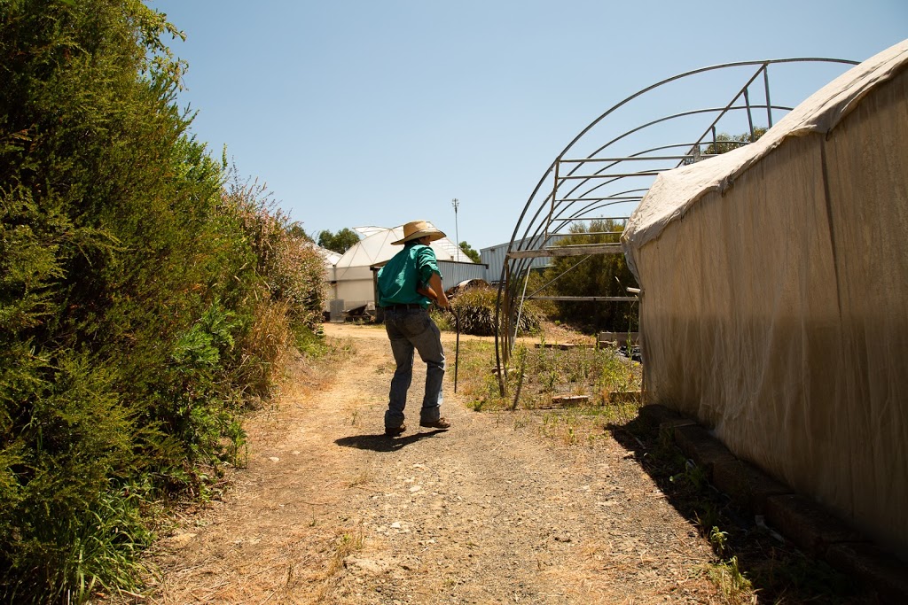 Monaro Native Tree Nursery | 168 Gunningrach Rd, Bombala NSW 2632, Australia | Phone: 0409 584 096