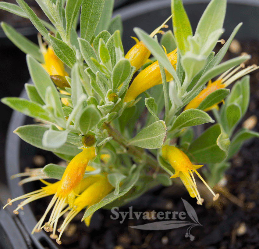 Sylvaterre Native Nursery | 1126 Sylvaterre-Timms Lake Rd, Sylvaterre VIC 3575, Australia | Phone: 0455 140 421