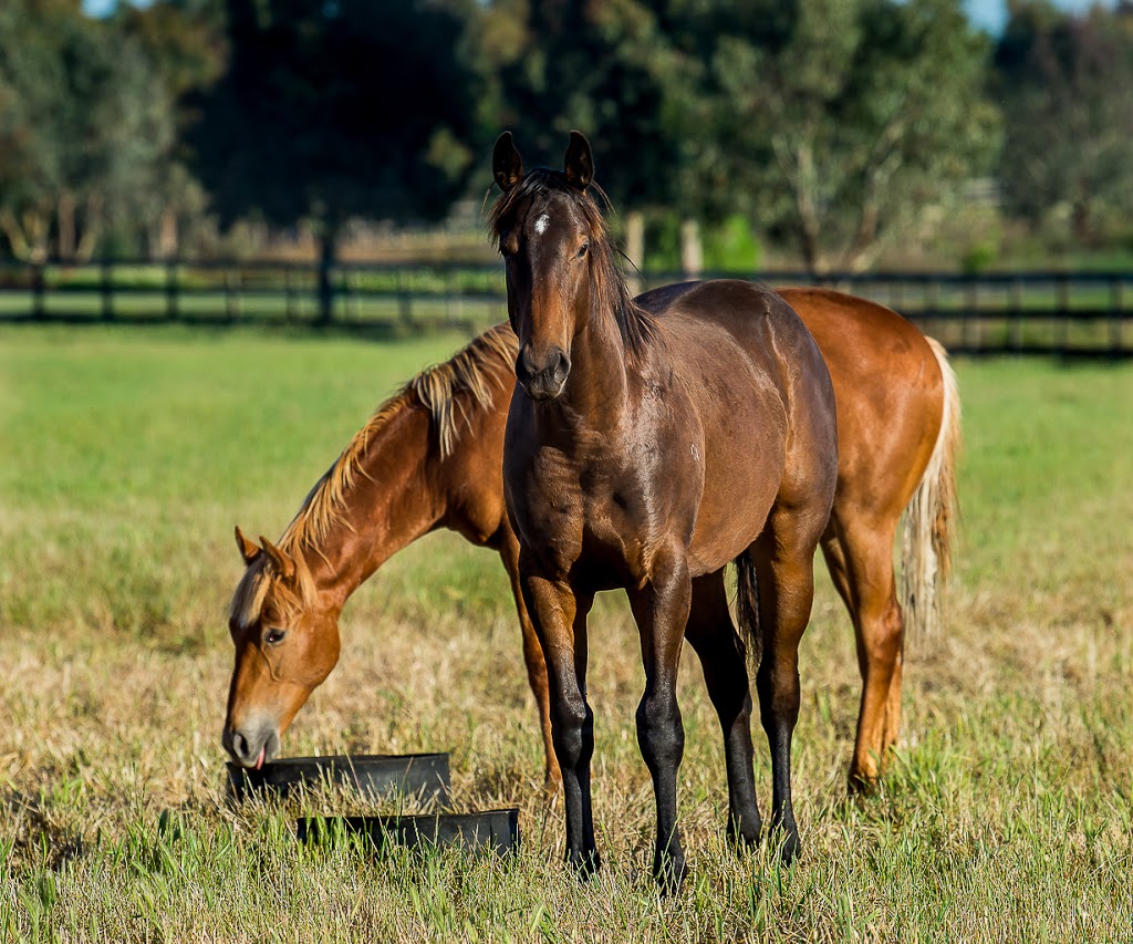 Rosemont Stud - Spelling (Ceres) | 210 Gully Rd, Ceres VIC 3221, Australia | Phone: (03) 5220 6500