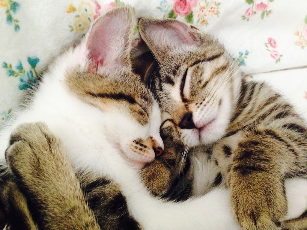 Cozycats Feline Guesthouse | veterinary care | Mullumbimby NSW 2482, Australia | 0420270320 OR +61 420 270 320