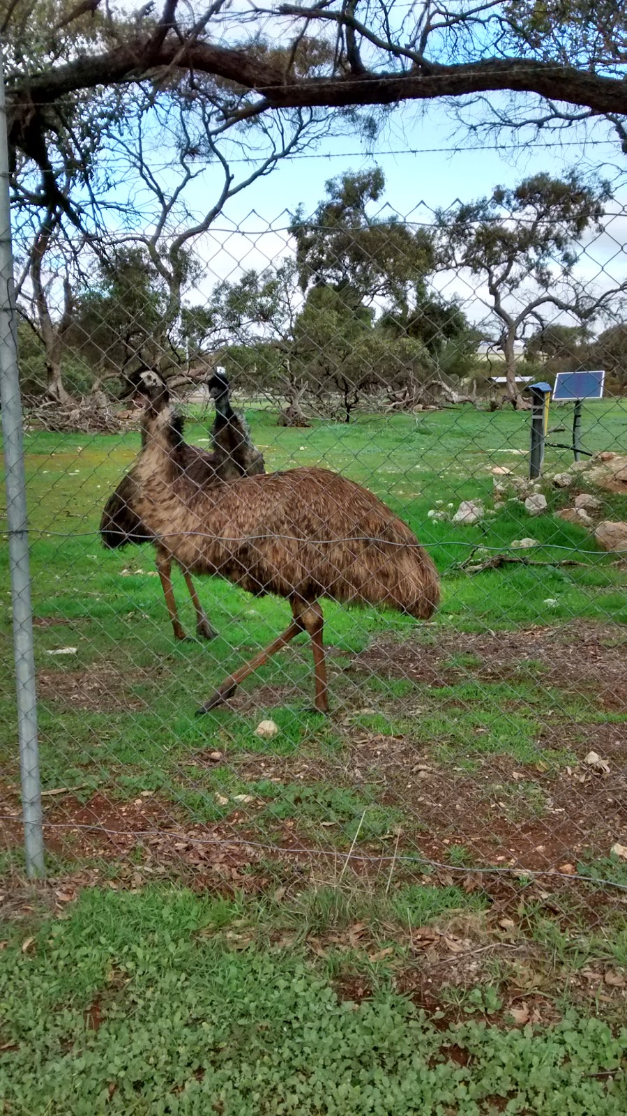 HJ Cook Fauna Park | zoo | Minlaton SA 5575, Australia
