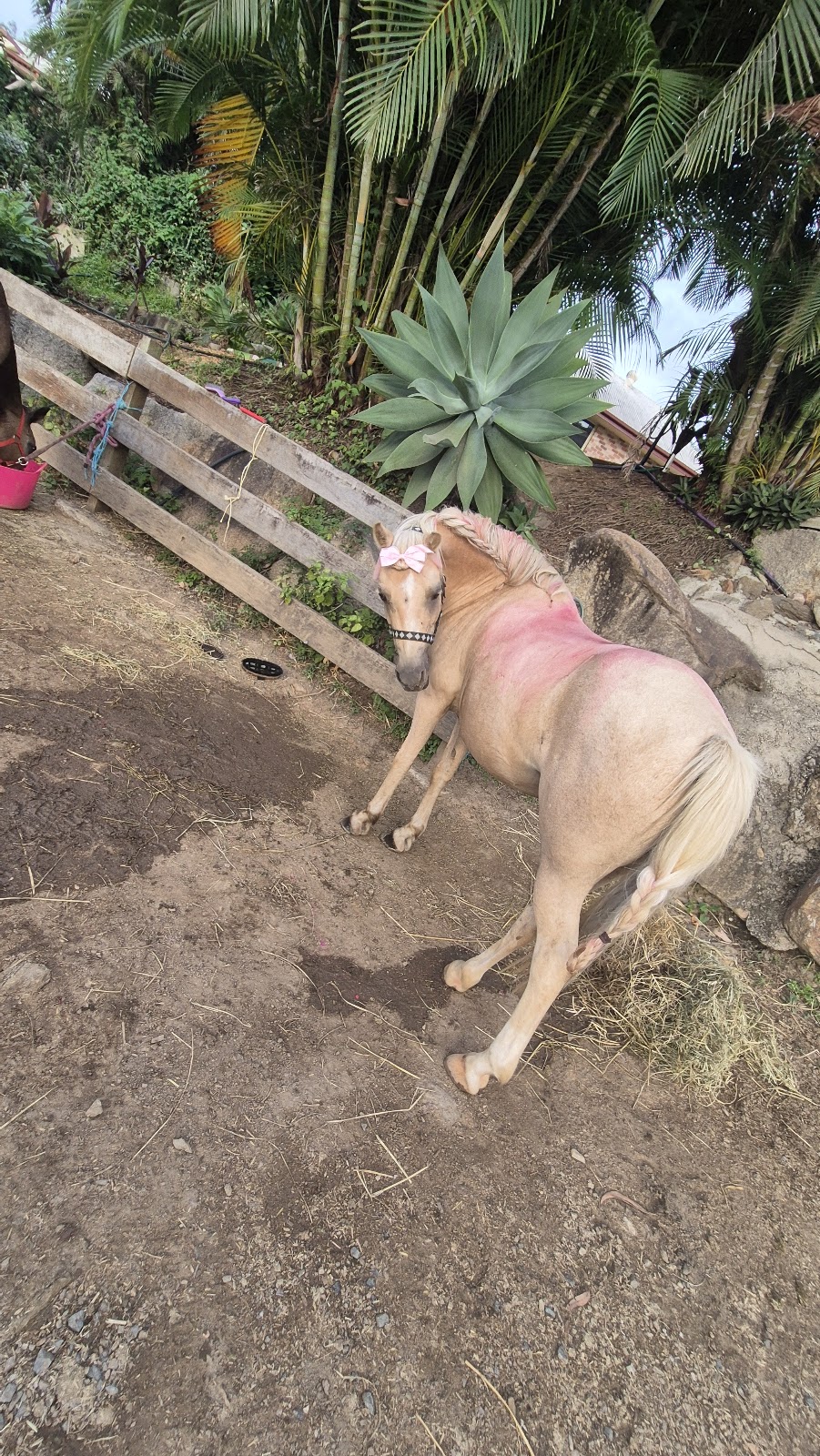 Cashmere Equestrian | Fischle Rd, Cashmere QLD 4500, Australia | Phone: 0417 896 265