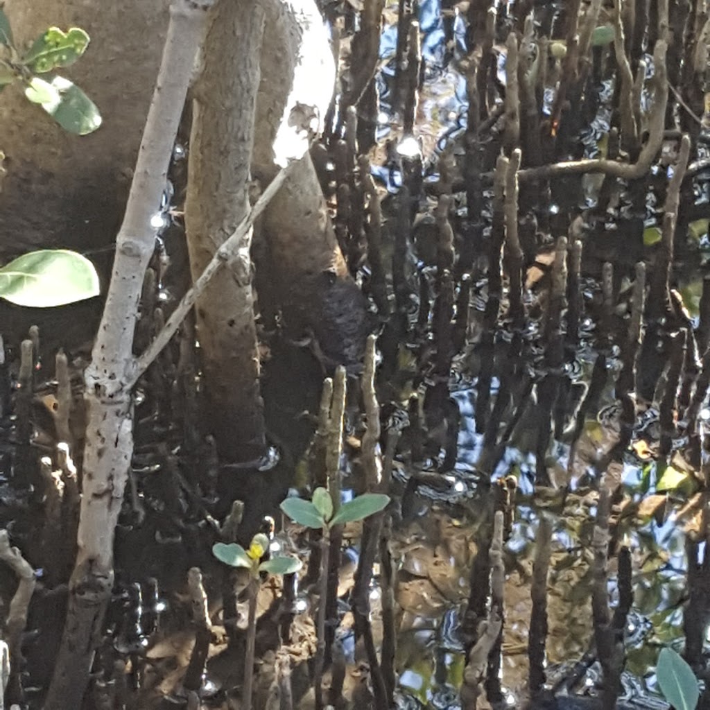 Rainforest Walk To Riverside Park | Kooragang NSW 2304, Australia