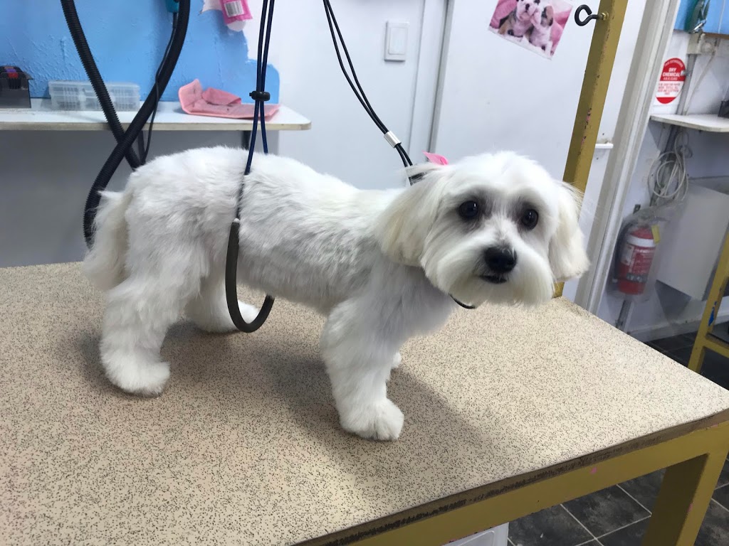 Hairy Tails Dog Grooming Boutique | 268 Rode Rd, Wavell Heights QLD 4012, Australia | Phone: 0433 031 352