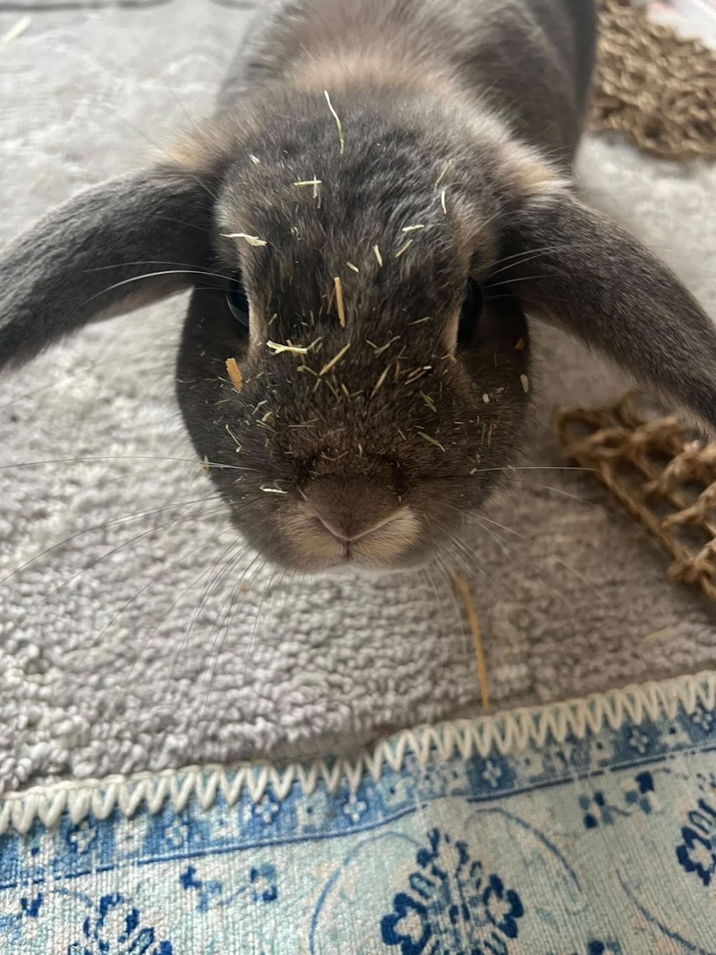 Bunny Bunks | Bateau Bay Rd, Bateau Bay NSW 2261, Australia | Phone: 0404 686 528