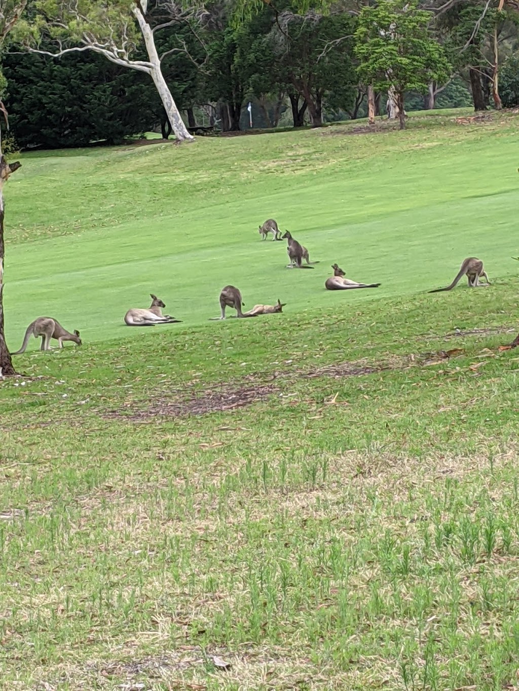 Pambula Merimbula Golf Club | 173 Arthur Kaine Dr, Merimbula NSW 2548, Australia | Phone: (02) 6495 6154