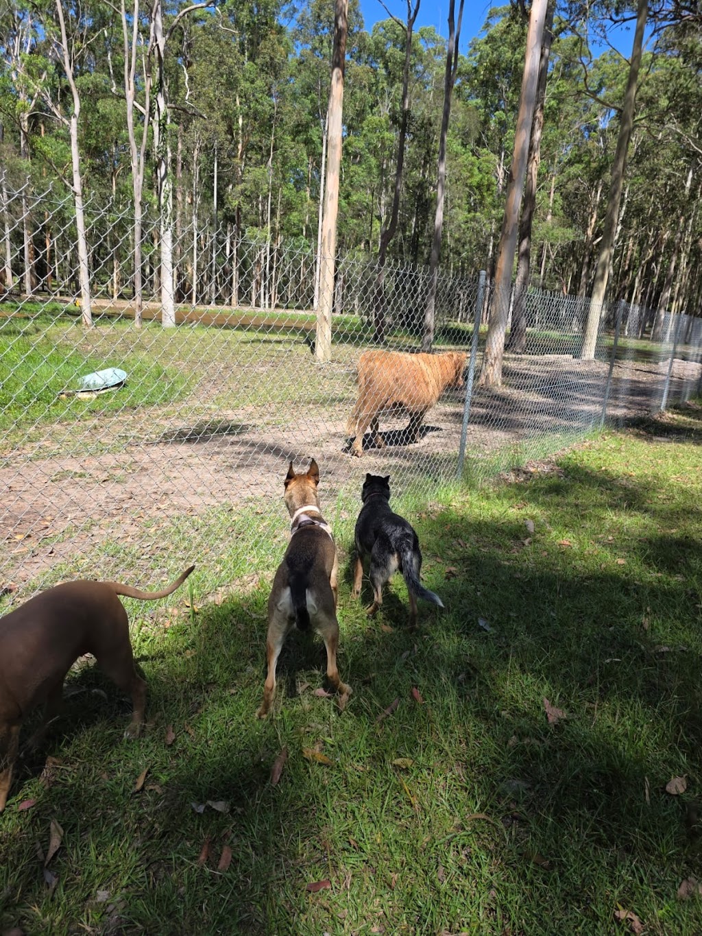 20 lucky dogs | Woods Rd, Jilliby NSW 2259, Australia | Phone: 0432 913 733