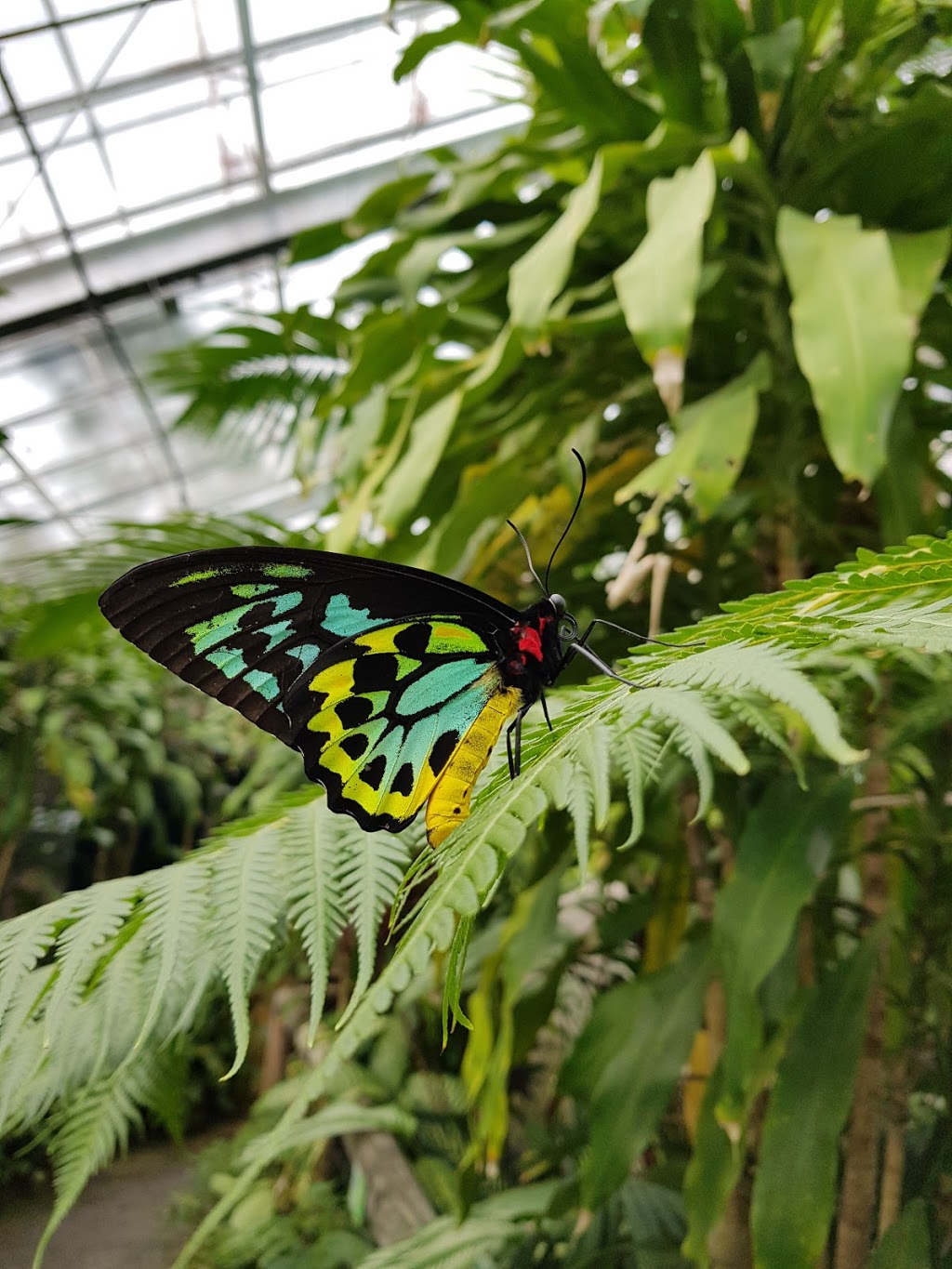 Australian Butterfly Sanctuary | zoo | 8 Rob Veivers Dr, Kuranda QLD 4881, Australia | 0740937575 OR +61 7 4093 7575