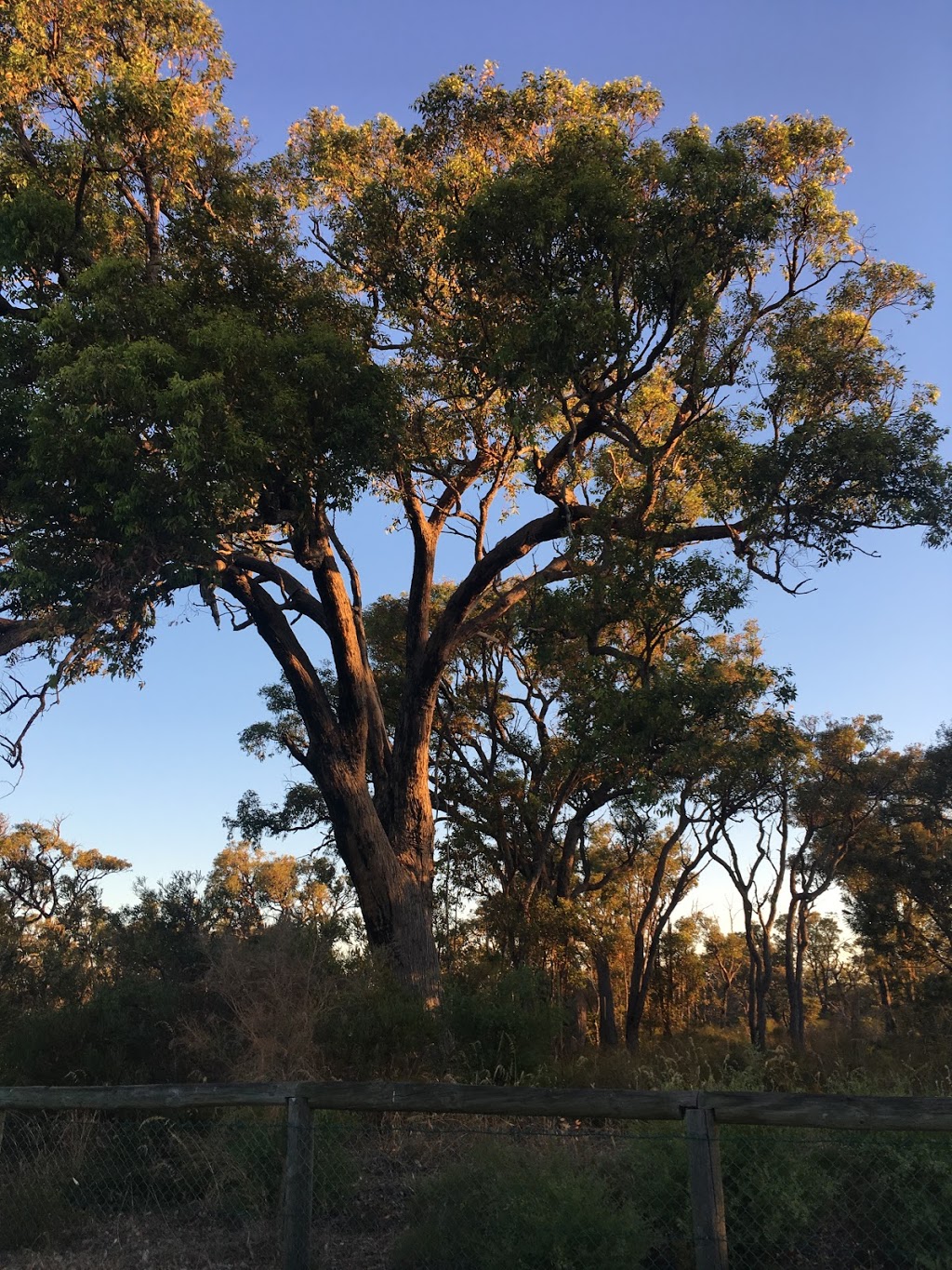 Bush Forever Conservation Area | park | Mirrabooka WA 6061, Australia