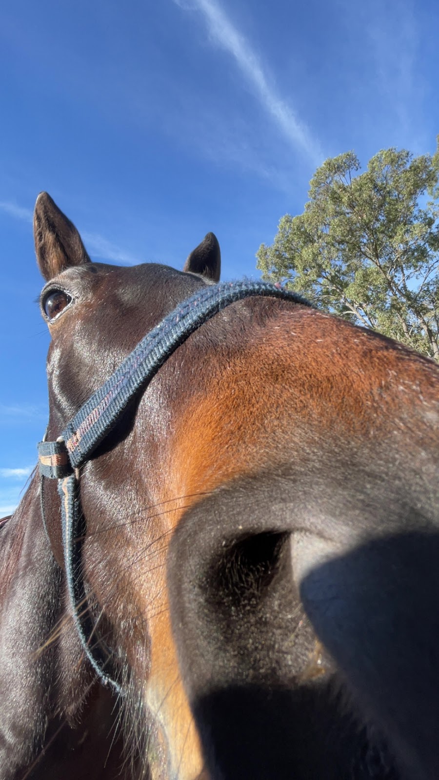 Moonlight Manor Horse Riding | 5/65 McTaggart Rd, New Beith QLD 4124, Australia | Phone: 0420 310 669