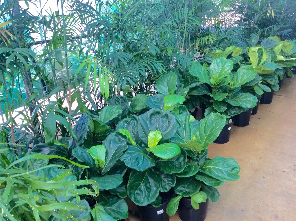 Rosemount Nursery | 418 Petrie Creek Rd, Rosemount QLD 4560, Australia | Phone: (07) 5448 4490