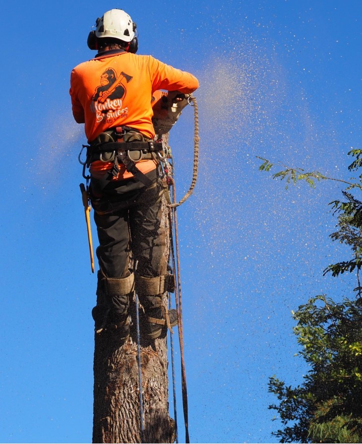 Monkey Business Tree Service | Nambour Bli Bli Road, Bli Bli QLD 4560, Australia | Phone: 0415 142 911