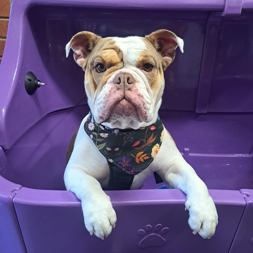 Pawlenes Pooches | 14 Little Chipping Dr, Chirnside Park VIC 3116, Australia | Phone: 0493 729 636