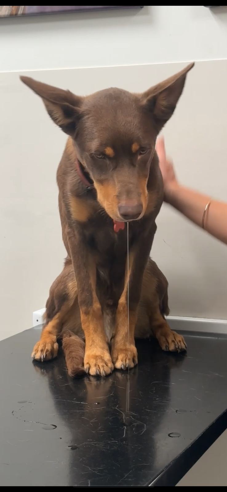 Valley Veterinary Surgery - Marian | 3 Hadley St, Marian QLD 4753, Australia | Phone: (07) 4914 2404