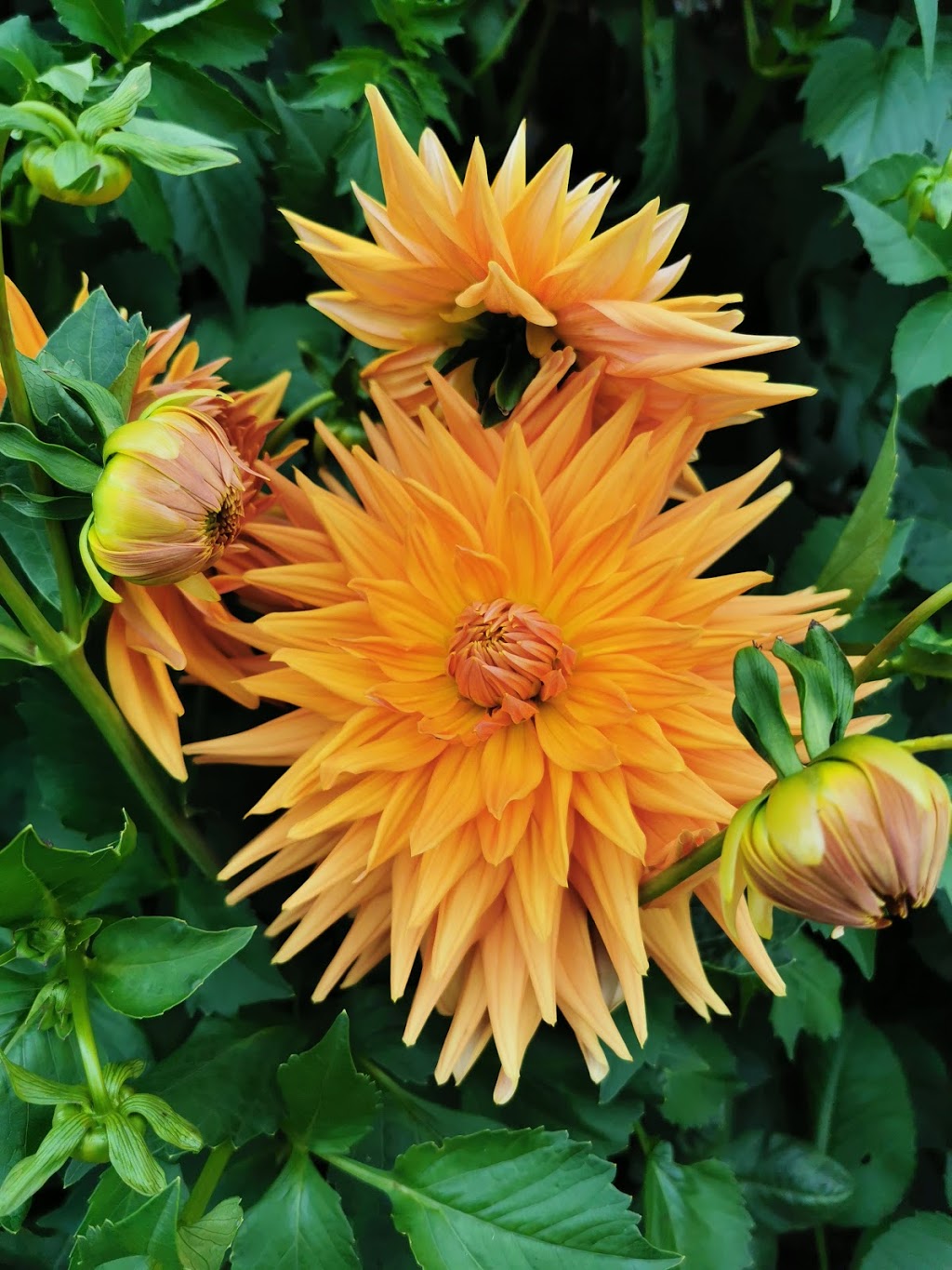 Country Dahlias | 195 Mathisons Rd, Winchelsea VIC 3241, Australia | Phone: (03) 5267 2389