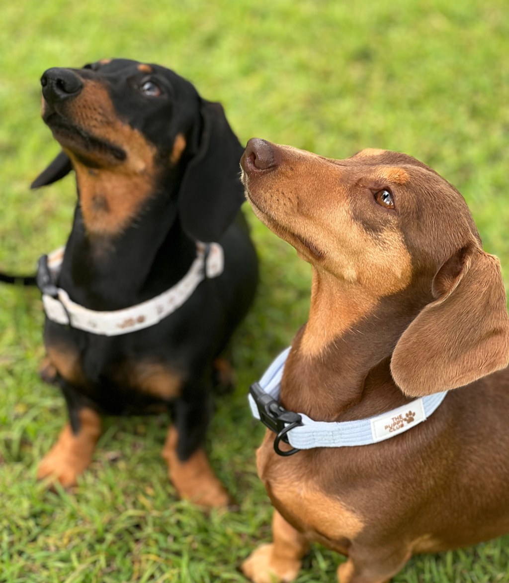 The Puppy Club | 373 Old Mount Samson Rd, Closeburn QLD 4520, Australia | Phone: 0415 287 700