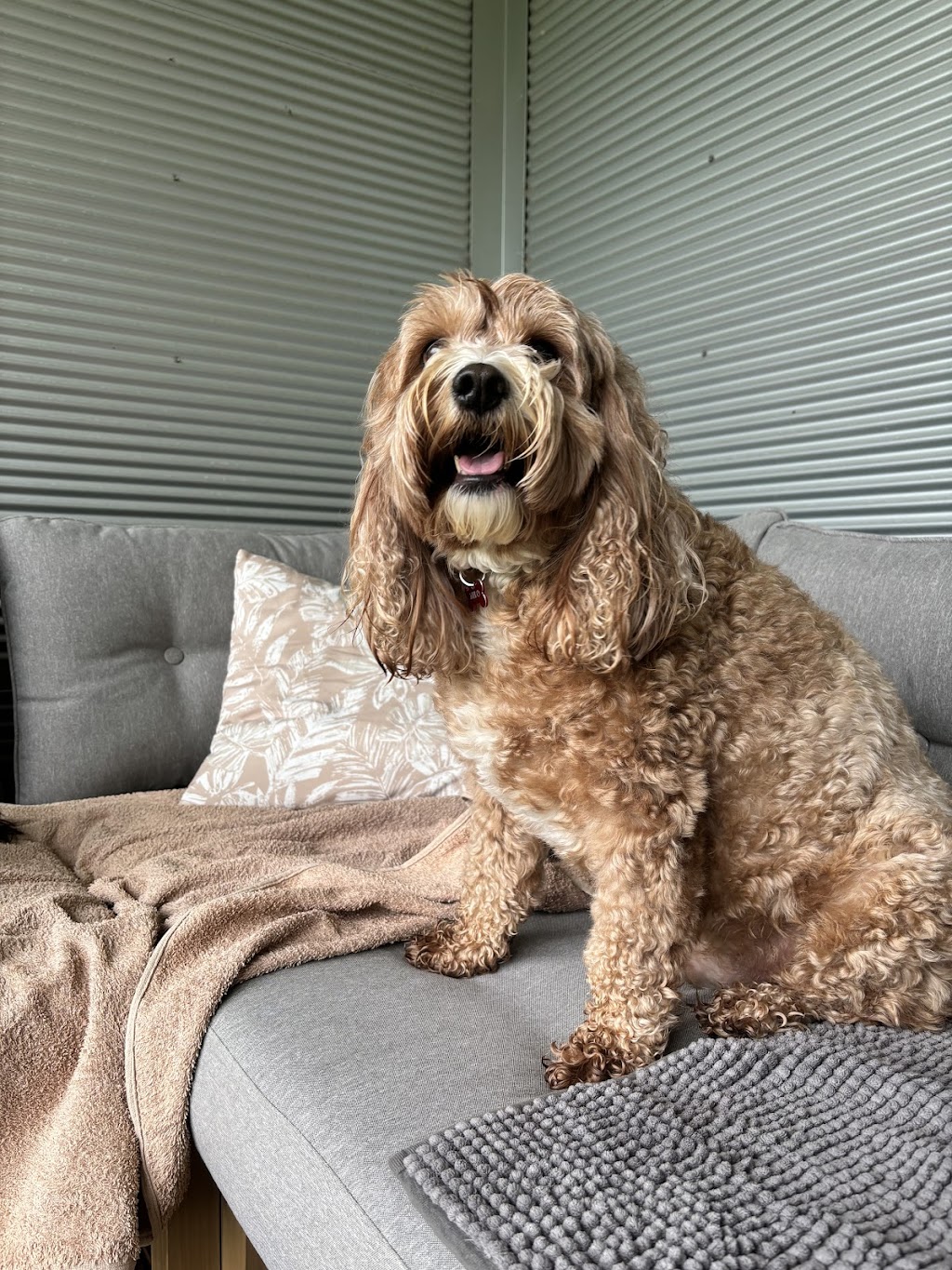 Little Woofs Doggy Daycare | 611b Wisemans Ferry Rd, Somersby NSW 2250, Australia | Phone: 0424 368 770