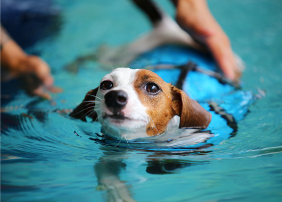 Four Paws Rehab Centre | 335 Princes Hwy, Bomaderry NSW 2541, Australia | Phone: 0499 496 494