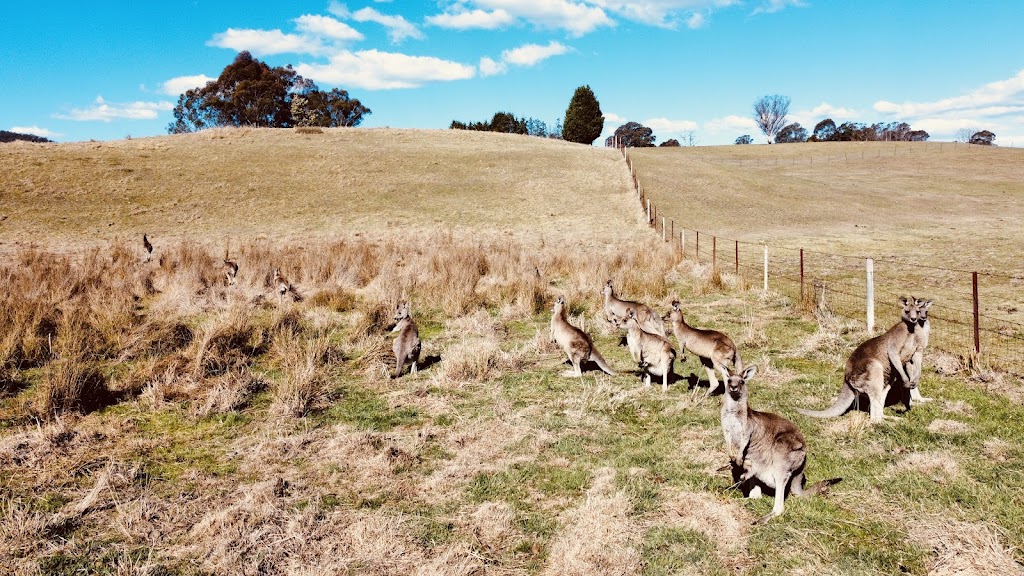 Mountain Culture Farm Stay | 52 Blackheath Creek Rd, Kanimbla NSW 2790, Australia | Phone: 0493 185 114