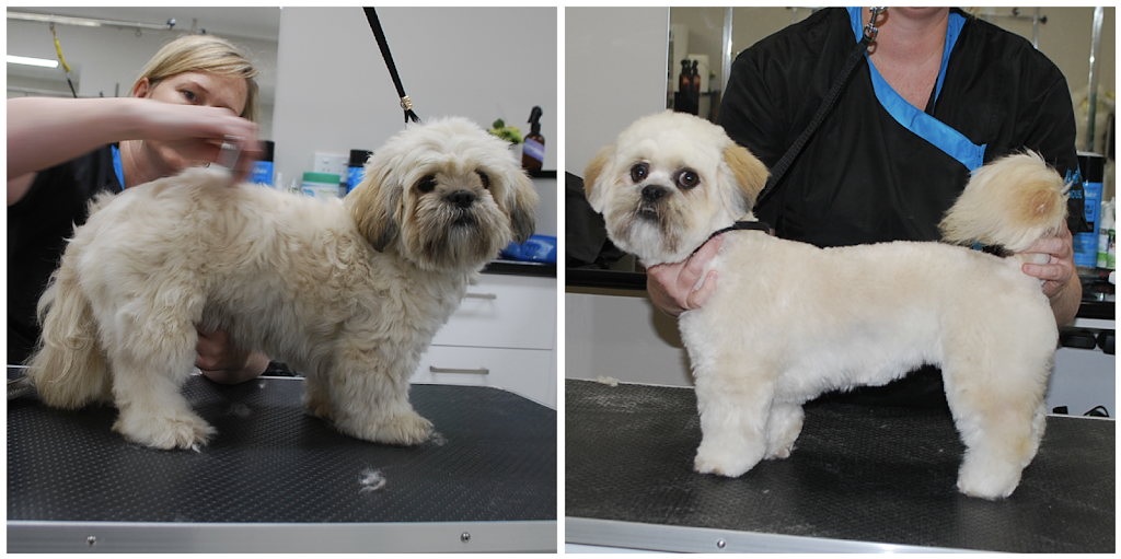 The Dapper Dog Grooming and Spa | pet store | 10 Courtney Square, Wantirna VIC 3152, Australia | 0431222161 OR +61 431 222 161