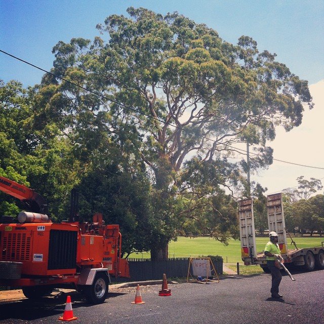 Horizon Total Tree Service | 80 Forest Parade, Tomakin NSW 2537, Australia | Phone: 0488 585 563