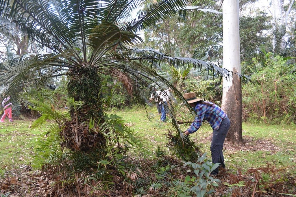 Lepidozamia Grove section | park | 499-505 Main Western Rd, Tamborine Mountain QLD 4272, Australia