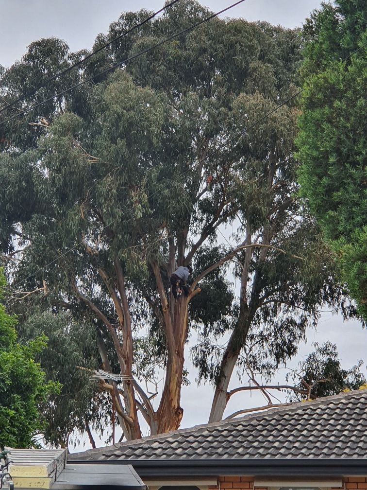 Tees Trees and Stumps |  | Bladin St, Laverton VIC 3028, Australia | 0401469087 OR +61 401 469 087