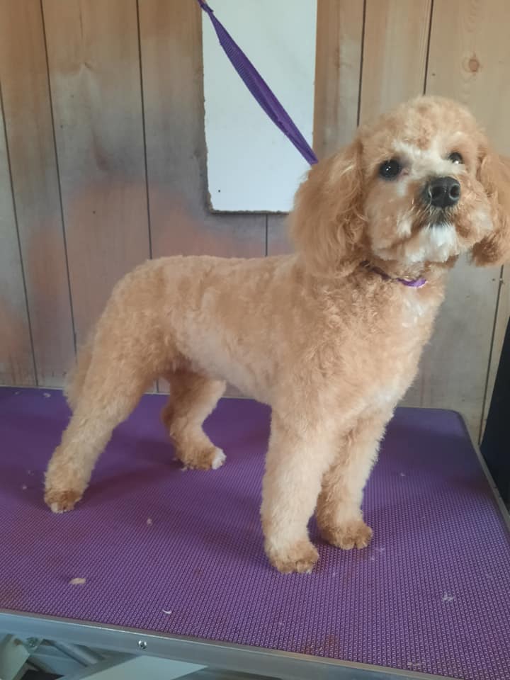 Lanas Lush Dog Grooming |  | Saxton St, Numurkah VIC 3636, Australia | 0422022049 OR +61 422 022 049