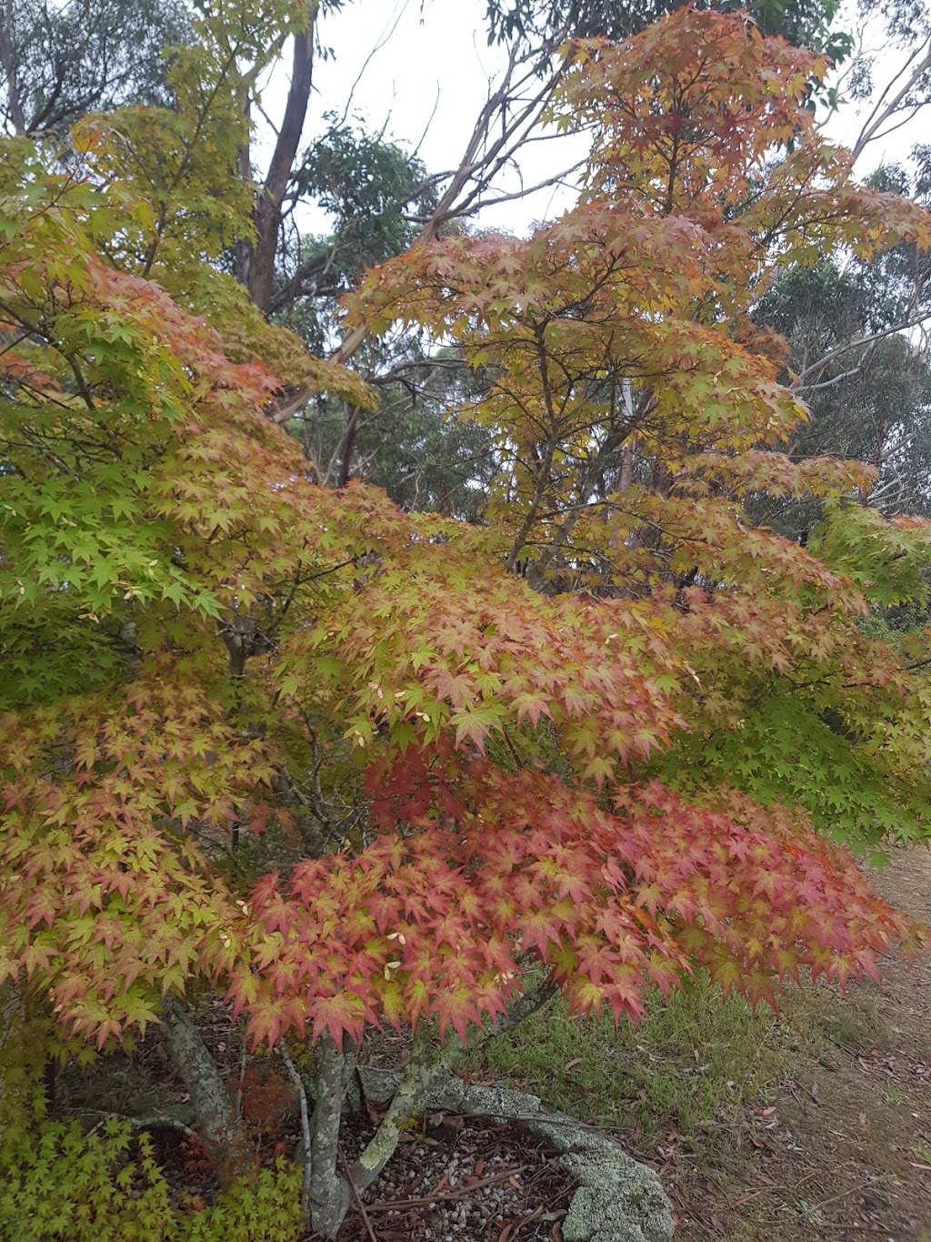 Cooinda Cottages | 105-107 Waratah Rd, Wentworth Falls NSW 2782, Australia | Phone: (02) 4757 3600