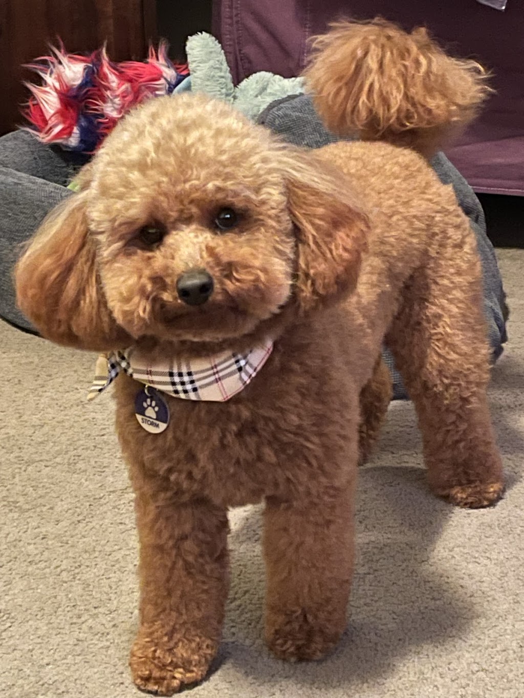 Cocobo paws 4 life | The Driftway, Richmond NSW 2753, Australia | Phone: 0404 824 906