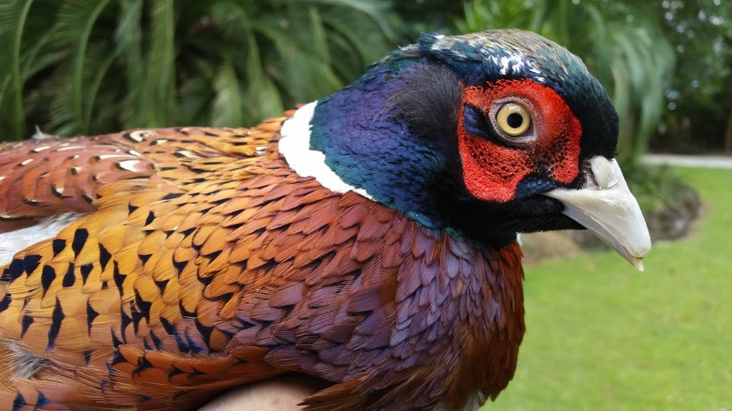 The Pheasant & Waterfowl Society of Australia | 460 Middle Rd, Greenbank QLD 4124, Australia | Phone: 0406 675 819